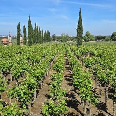 Lisbon to Azeidon Private Tour Prova - Regional Wines and Products 2