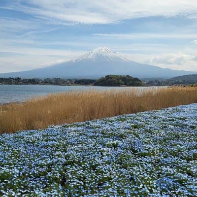 Mt. Fuji Private Car Tour from Tokyo